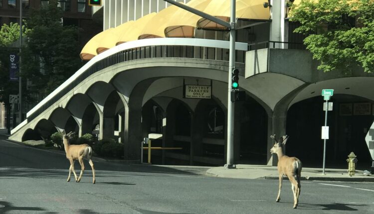 Out in the City: Two Dollar Cruise in Downtown Spokane

