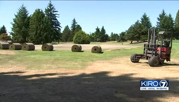 Everett golf course severely damaged after wrong chemicals sprayed on grass – KIRO 7 News Seattle