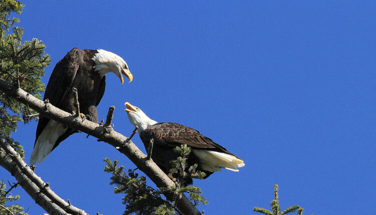 Home and garden events and resources around Snohomish County