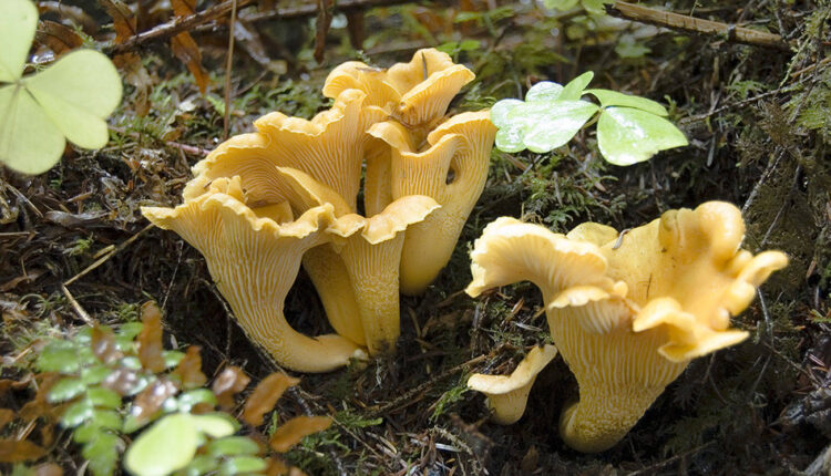 Outdoors classes and activities around Snohomish County