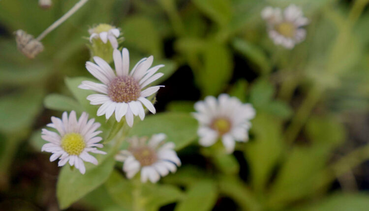 Podcast | Hunting for one of Washington’s rarest flowers