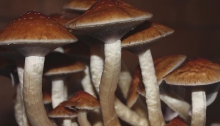 Seattle City Council wants to decriminalize 'magic' mushrooms