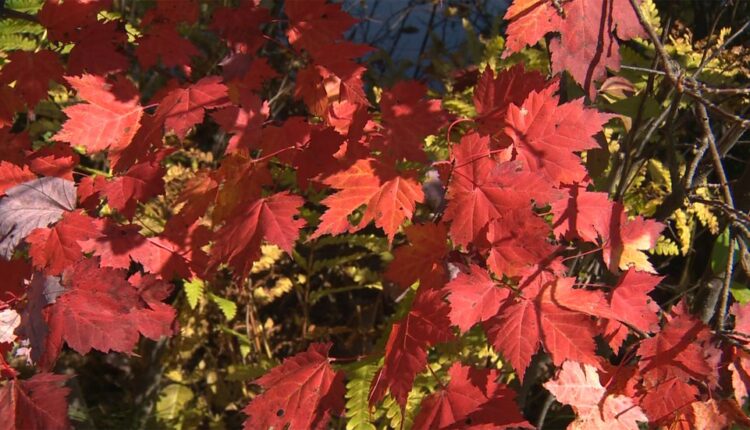 Tourists admire Vermont's famous fall foliage

