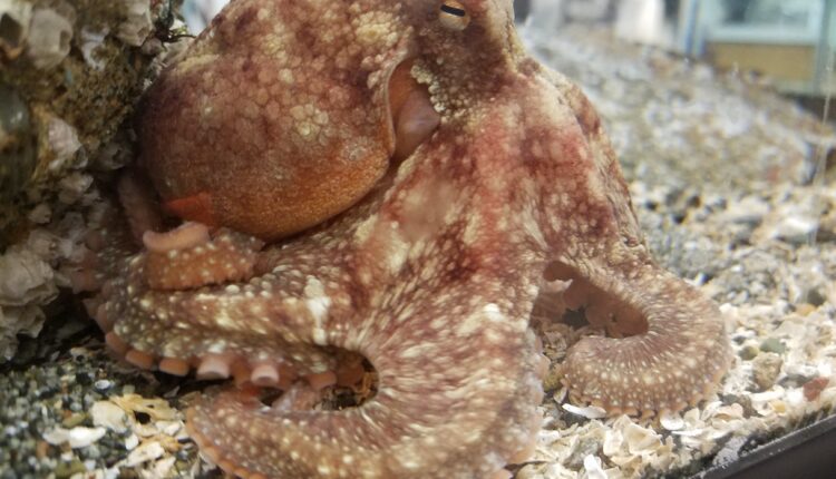 Why this cephalopod expert is impressed with Seattle Kraken branding, as NHL team debuts on ice
