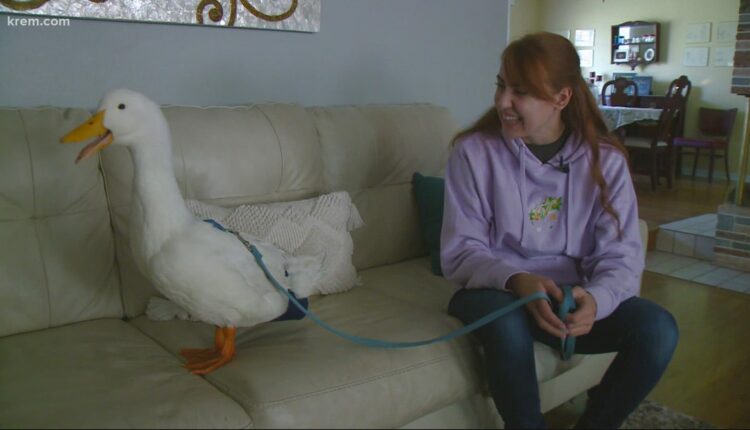 Charlie the Duck brings joy to Spokane Valley

