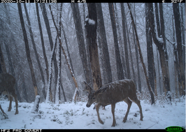 WA Deer Hunters Surveyed; Okanogan Predator-Prey Research Out